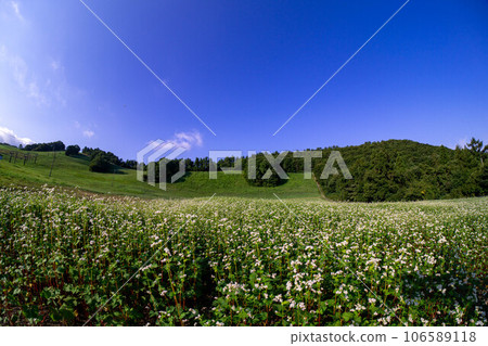 Blue sky and buckwheat field photographed with a fisheye lens Blue sky and buckwheat field photographed with a fisheye lens 106589118