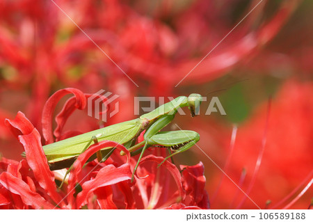 A bell-bellied praying mantis on a cluster amaryllis 106589188