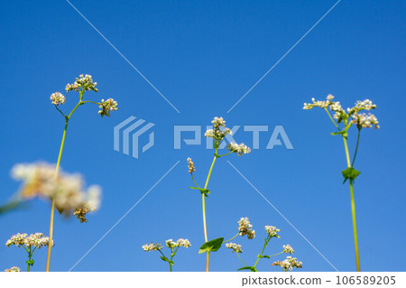 Blue sky and buckwheat field Blue sky and buckwheat field 106589205