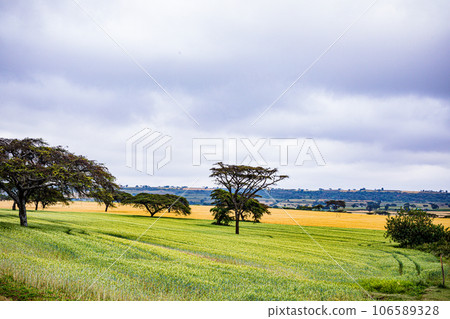 Wheat Farm Plantations Along Narok Ntulele Highway Landscapes Great Rift Valley Kenya East Africa Wheat Farm Plantations Along Narok Ntulele Highway Landscapes Great Rift Valley Kenya East Africa 106589328