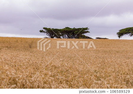 Wheat Farm Plantations Along Narok Ntulele Highway Landscapes Great Rift Valley Kenya East Africa Wheat Farm Plantations Along Narok Ntulele Highway Landscapes Great Rift Valley Kenya East Africa 106589329