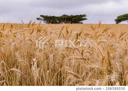 Wheat Farm Plantations Along Narok Ntulele Highway Landscapes Great Rift Valley Kenya East Africa Wheat Farm Plantations Along Narok Ntulele Highway Landscapes Great Rift Valley Kenya East Africa 106589330