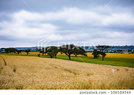 Wheat Farm Plantations Along Narok Ntulele Highway Landscapes Great Rift Valley Kenya East Africa 106589344