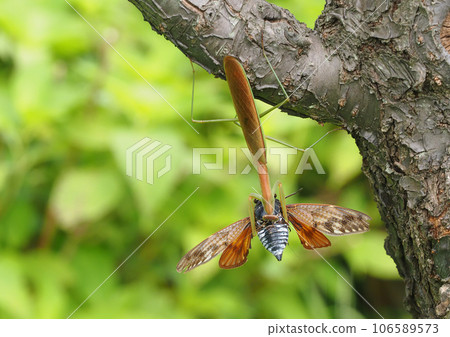 A giant praying mantis that caught a cicada A giant praying mantis that caught a cicada 106589573
