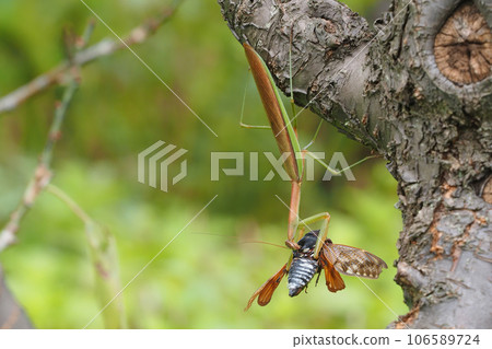 一隻巨大的螳螂抓住了一隻蟬 一隻巨大的螳螂抓住了一隻蟬 106589724