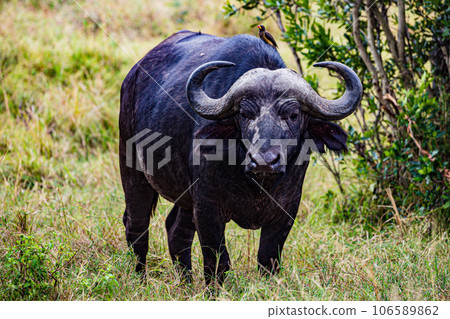 Wildlife Animals Paradise Savannah Grassland Wilderness landscapes at maasai Mara National Game Reserve Park Great Rift Valley Narok County Kenya East Africa Blue Sky Filed With Green Grass Wildlife Animals Paradise Savannah Grassland Wilderness landscapes at maasai Mara National Game Reserve Park Great Rift Valley Narok County Kenya East Africa Blue Sky Filed With Green Grass 106589862