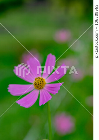 Landscape with cosmos flower Landscape with cosmos flower 106589965