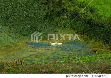 兩隻鴨子在浮草中游泳 106589980