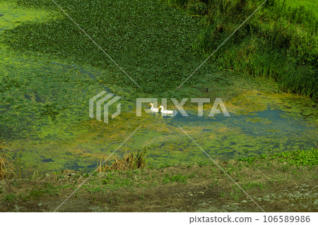 兩隻鴨子在浮草中游泳 106589986