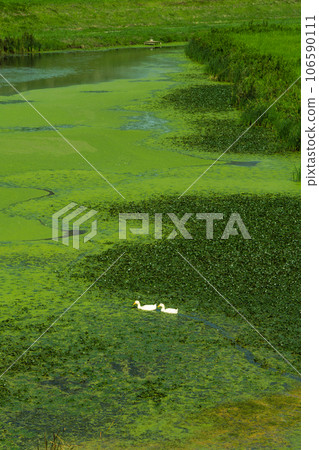 兩隻鴨子在浮草中游泳 106590111