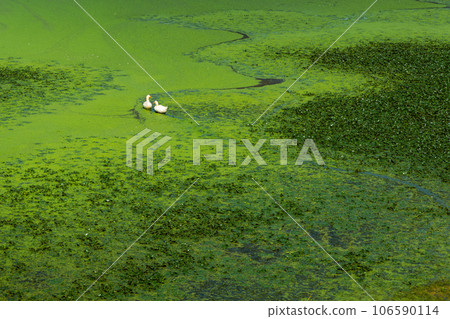 Two ducks swimming in floating grass Two ducks swimming in floating grass 106590114
