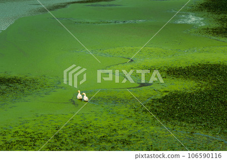 兩隻鴨子在浮草中游泳 106590116