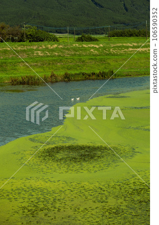 Two ducks swimming in a river full of floating plants Two ducks swimming in a river full of floating plants 106590352