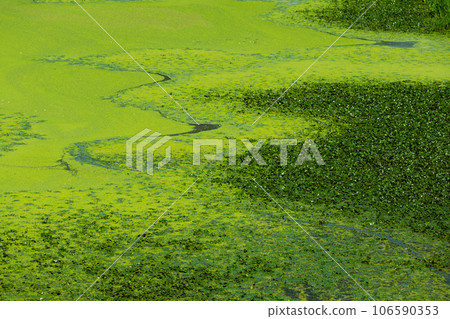 河水覆蓋著綠色的浮萍 河水覆蓋著綠色的浮萍 106590353