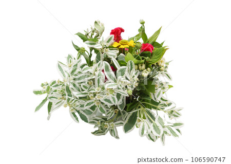 雪花蓮和雞冠花束 雪花蓮和雞冠花束 106590747