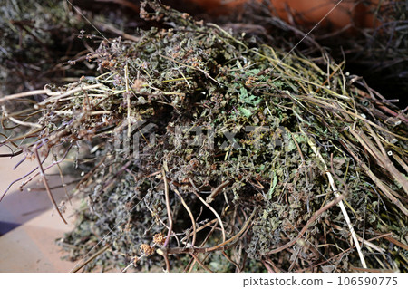 bunch of dried peppermint bunch of dried peppermint 106590775
