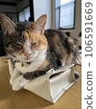 組織和貓 106591669