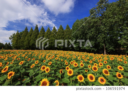 sunflower field5751 sunflower field5751 106591974