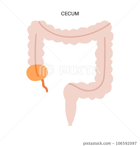 Large intestine anatomy Large intestine anatomy 106592097