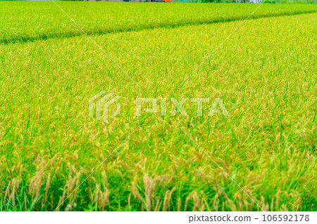 [大米素材] 碩果累累的稻田 [長野縣] 106592178