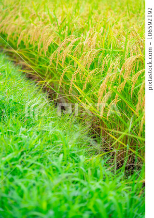 [Rice material] Fruitful paddy fields [Nagano Prefecture] 106592192