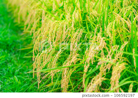 [Rice material] Fruitful paddy fields [Nagano Prefecture] 106592197