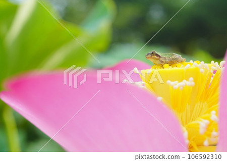 tree frog 3227 106592310