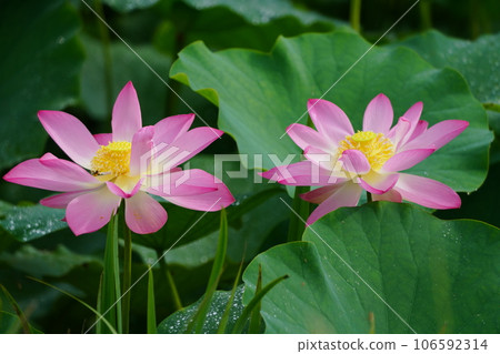 蓮花3257 蓮花3257 106592314