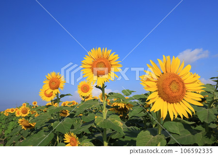 sunflower 4263 sunflower 4263 106592335