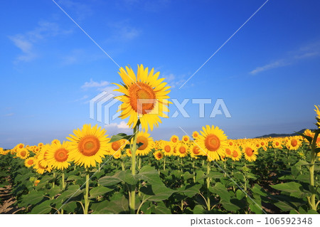 Sunflower 4192 106592348