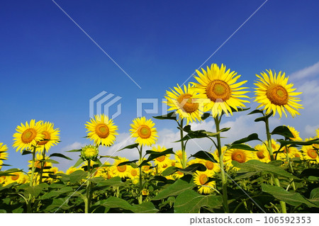 Sunflower 3478 Sunflower 3478 106592353