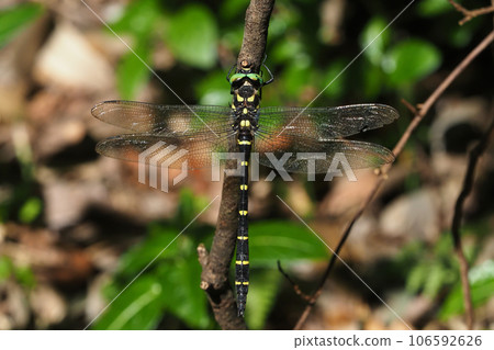 Onyangma (male) Onyangma (male) 106592626