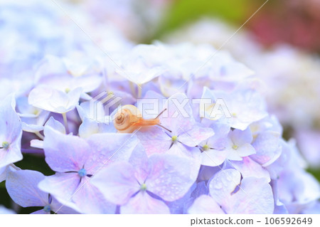 蝸牛3393 106592649