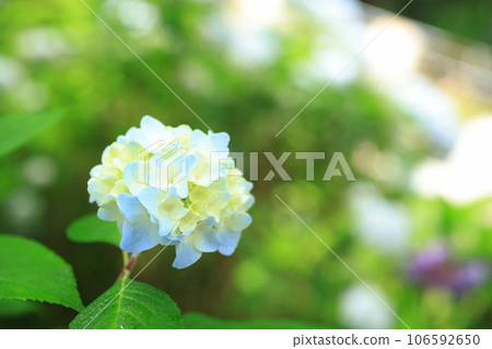 Hydrangea 3439 106592650