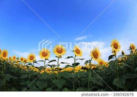 Sunflower 3924 106592676