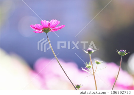 與波斯菊花的風景 與波斯菊花的風景 106592753
