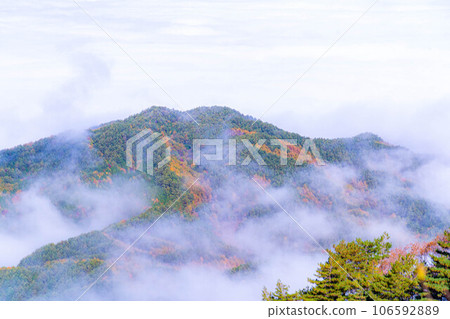 [雲海素材]秋天從神風形山看到稻穀的雲海[長野縣] 106592889