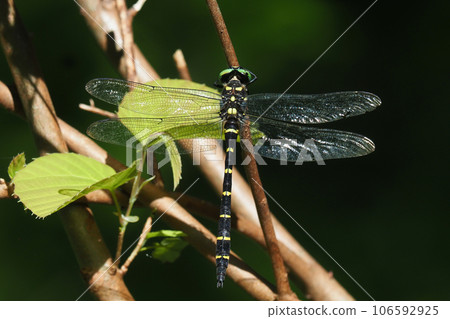 Onyangma (male) 106592925