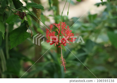 A landscape in which orange-petaled flowers of the flowering plant are hanging and blooming. A landscape in which orange-petaled flowers of the flowering plant are hanging and blooming. 106593138