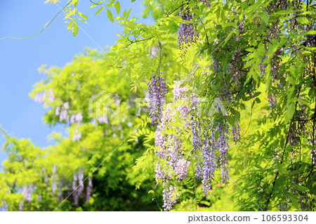 Yamahaji花 106593304