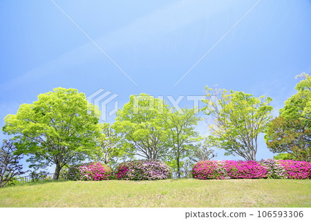 春天公園平戶杜鵑花盛開 春天公園平戶杜鵑花盛開 106593306