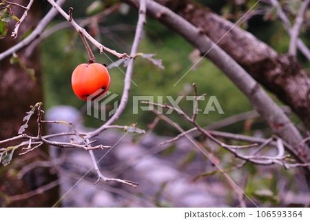 秋天的味道,柿果 秋天的味道,柿果 106593364