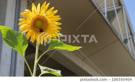 Sunflower blooming Fukuda Denshi Arena Chiba City Soga Sports Park 106593404