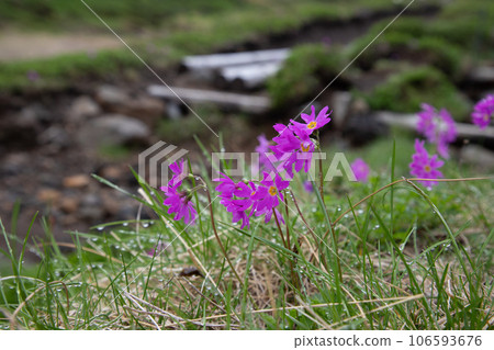 Ezokozakura blooming in the Daisetsu mountain range Ezokozakura blooming in the Daisetsu mountain range 106593676