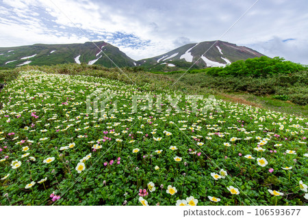 Chinguruma blooming at the foot of Mt. Daisetsuzan Chinguruma blooming at the foot of Mt. Daisetsuzan 106593677