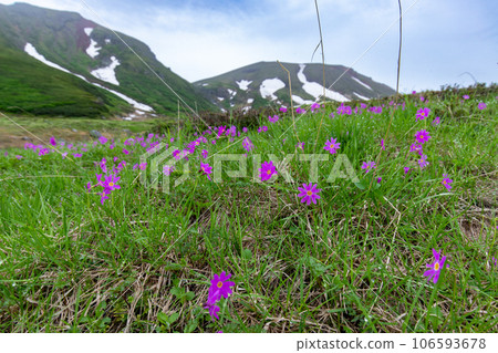 Ezokozakura blooming in the Daisetsu mountain range Ezokozakura blooming in the Daisetsu mountain range 106593678