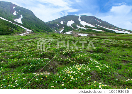 Chinguruma blooming at the foot of Mt. Daisetsuzan Chinguruma blooming at the foot of Mt. Daisetsuzan 106593686