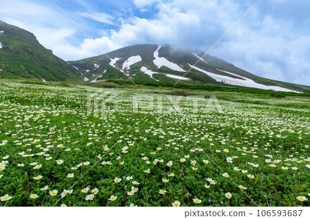 Chinguruma blooming at the foot of Mt. Daisetsuzan 106593687