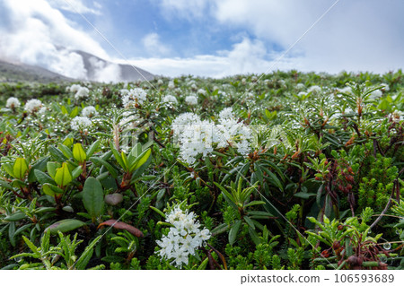 雨後大雪山脈的蝦夷芋莧菜花盛開 106593689