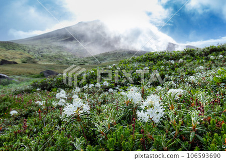 Ezoisotsutsutsuji blooming in the Taisetsu mountain range after the rain 106593690